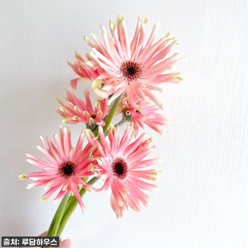 이 가격 실화?! '파스타 거베라 꽃 관련 이미지 2