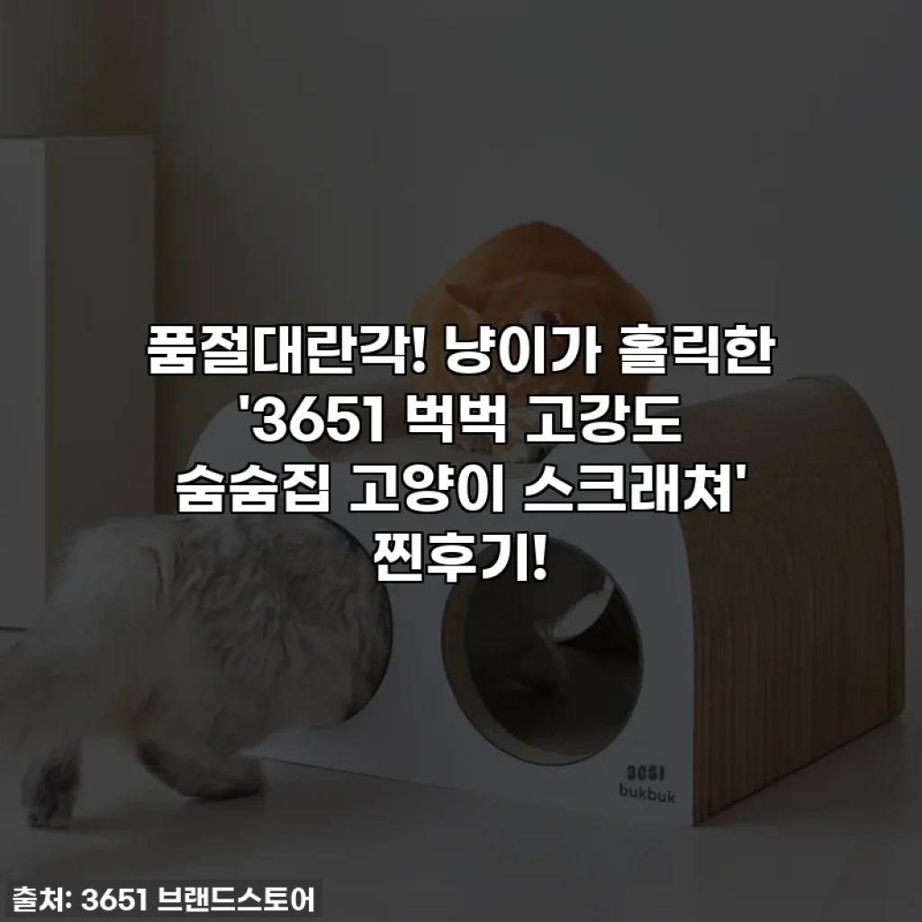 품절대란각! 냥이가 홀릭한 '3651 벅벅 고강도 숨숨집 고양이 스크래쳐' 찐후기!