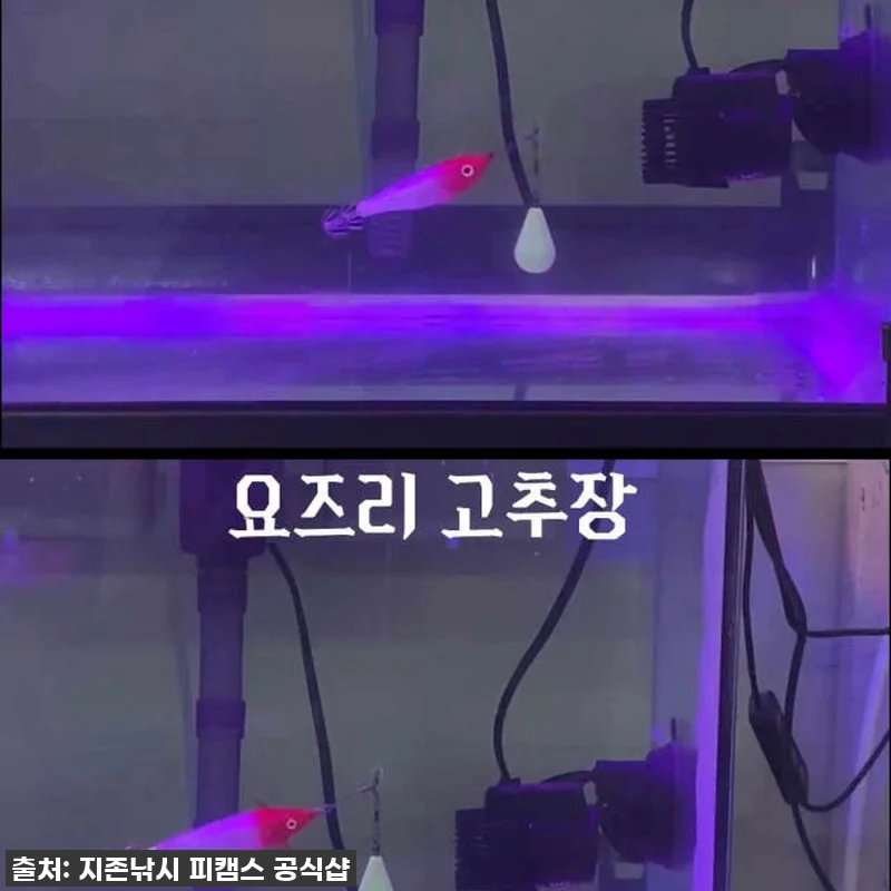 이슈템 등극! AJ 에기 수평 갑오징 관련 이미지 8