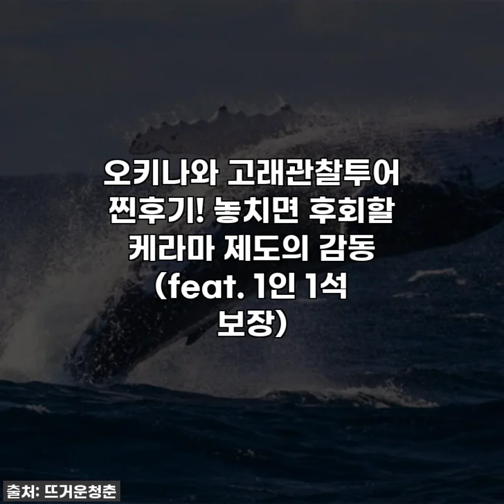 오키나와 고래관찰투어 찐후기! 놓치면 후회할 케라마 제도의 감동 (feat. 1인 1석 보장)