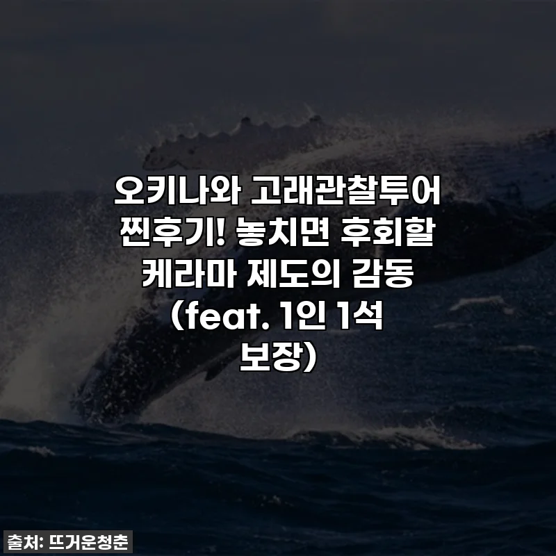 오키나와 고래관찰투어 찐후기! 놓치면 후회할 케라마 제도의 감동 (feat. 1인 1석 보장)