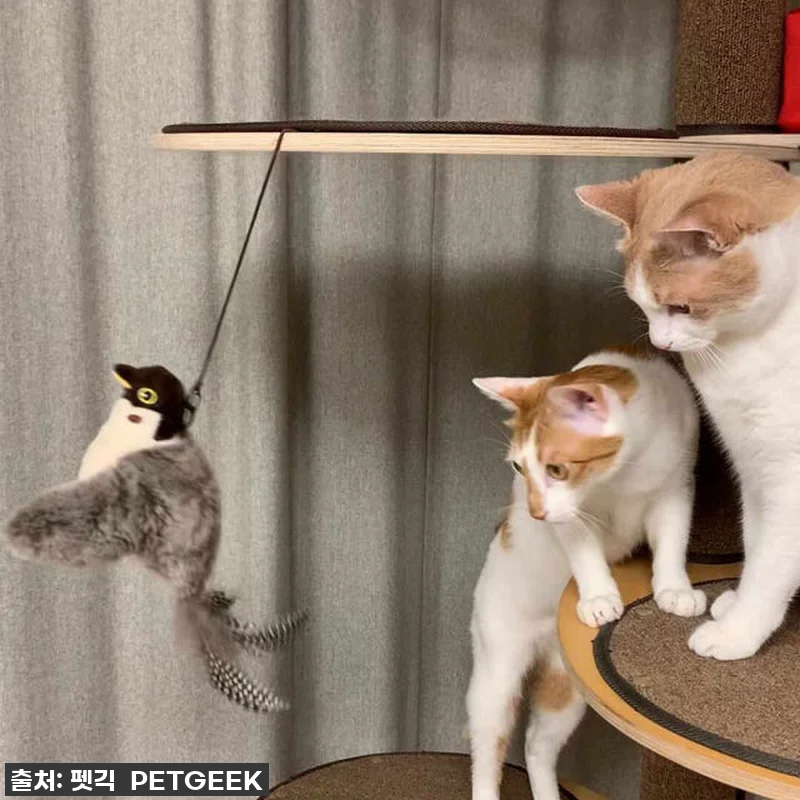 펫케어 고양이 자동 춤추는새 장난감, 관련 이미지 6