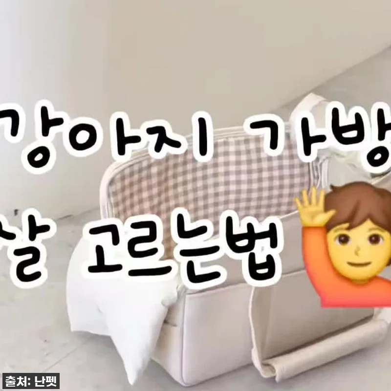 품절임박! 우리 댕댕이 인생템 등극! 관련 이미지 8