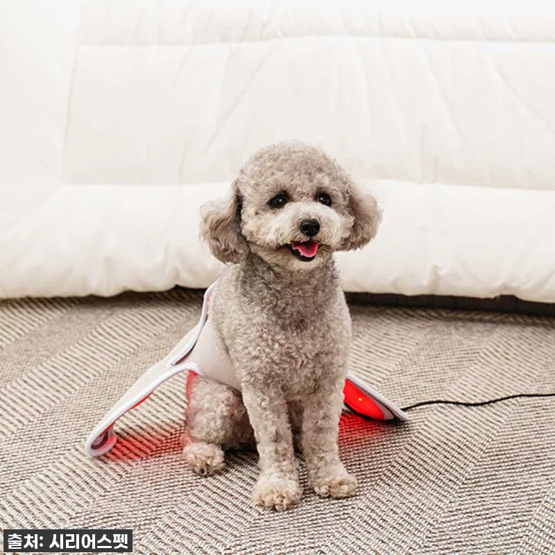 우리집 댕댕이, 이제 아프지 마! 시 관련 이미지 1