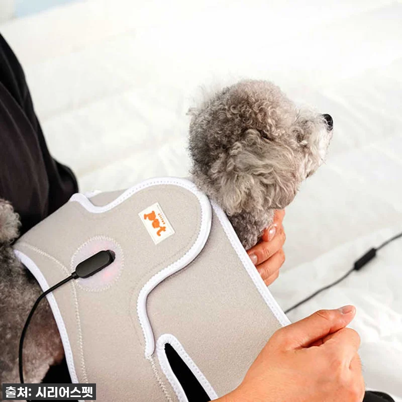 우리집 댕댕이, 이제 아프지 마! 시 관련 이미지 3