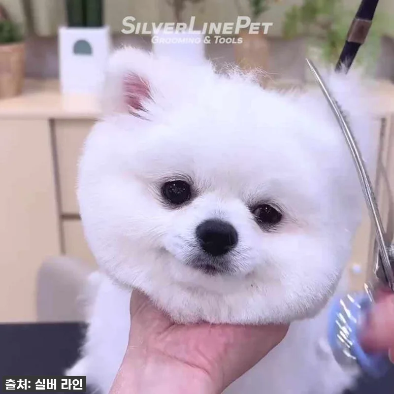 강아지 미용, 더 이상 어렵지 않아! 관련 이미지 4