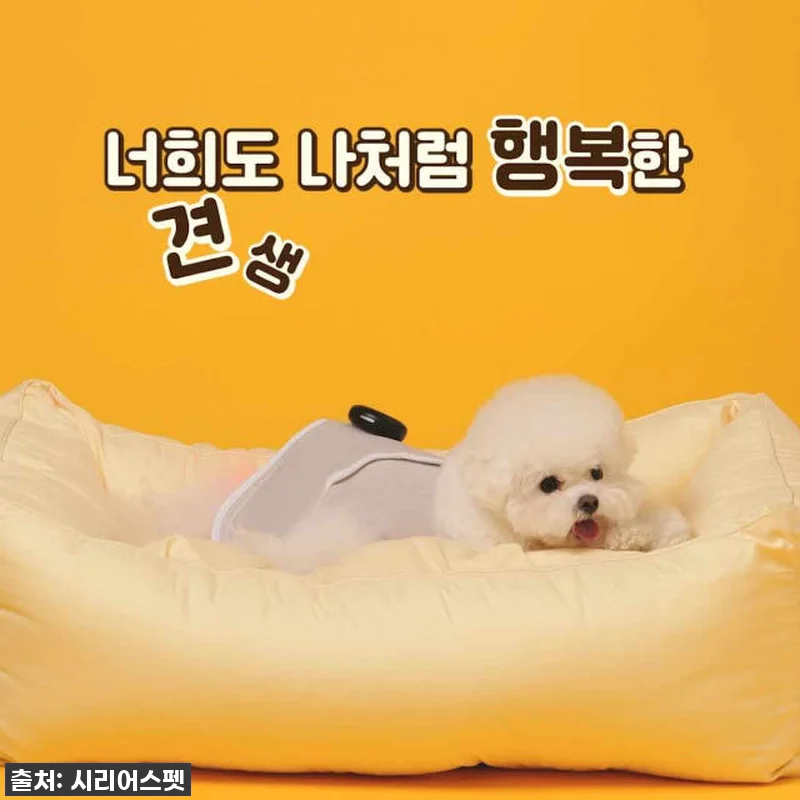 우리집 댕댕이, 이제 아프지 마! 시 관련 이미지 5