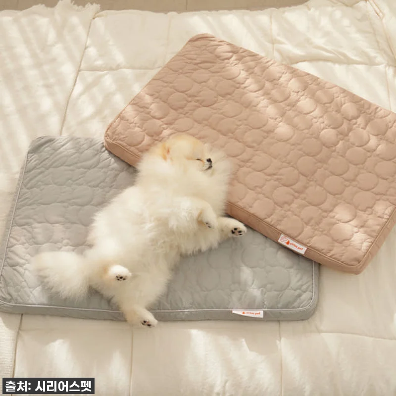 우리집 보리가 벌떡 일어나는 마법! 관련 이미지 1