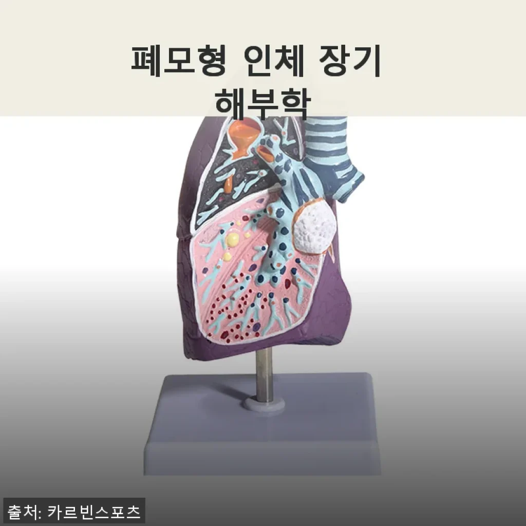 폐모형 인체 장기 해부학 사용 후기: 실제 경험을 바탕으로 한 솔직한 평가