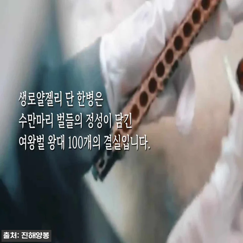 진해양봉 생로얄젤리 4병 세트, 한 관련 이미지 6