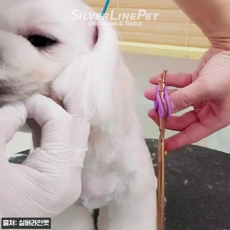 실버라인펫 SUM 골드팡팡 요술가위 17.8cm(7인치) 찐후기 체크, 초벌용으로 눈여겨볼 이유 16 실버라인펫 SUM 골드팡팡 요술가위 관련 이미지 7